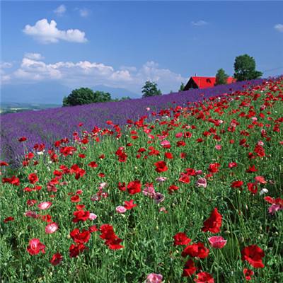 ag亚洲游戏国际平台