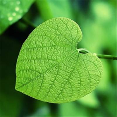 澳门2023全年免费资料大全下载手机版